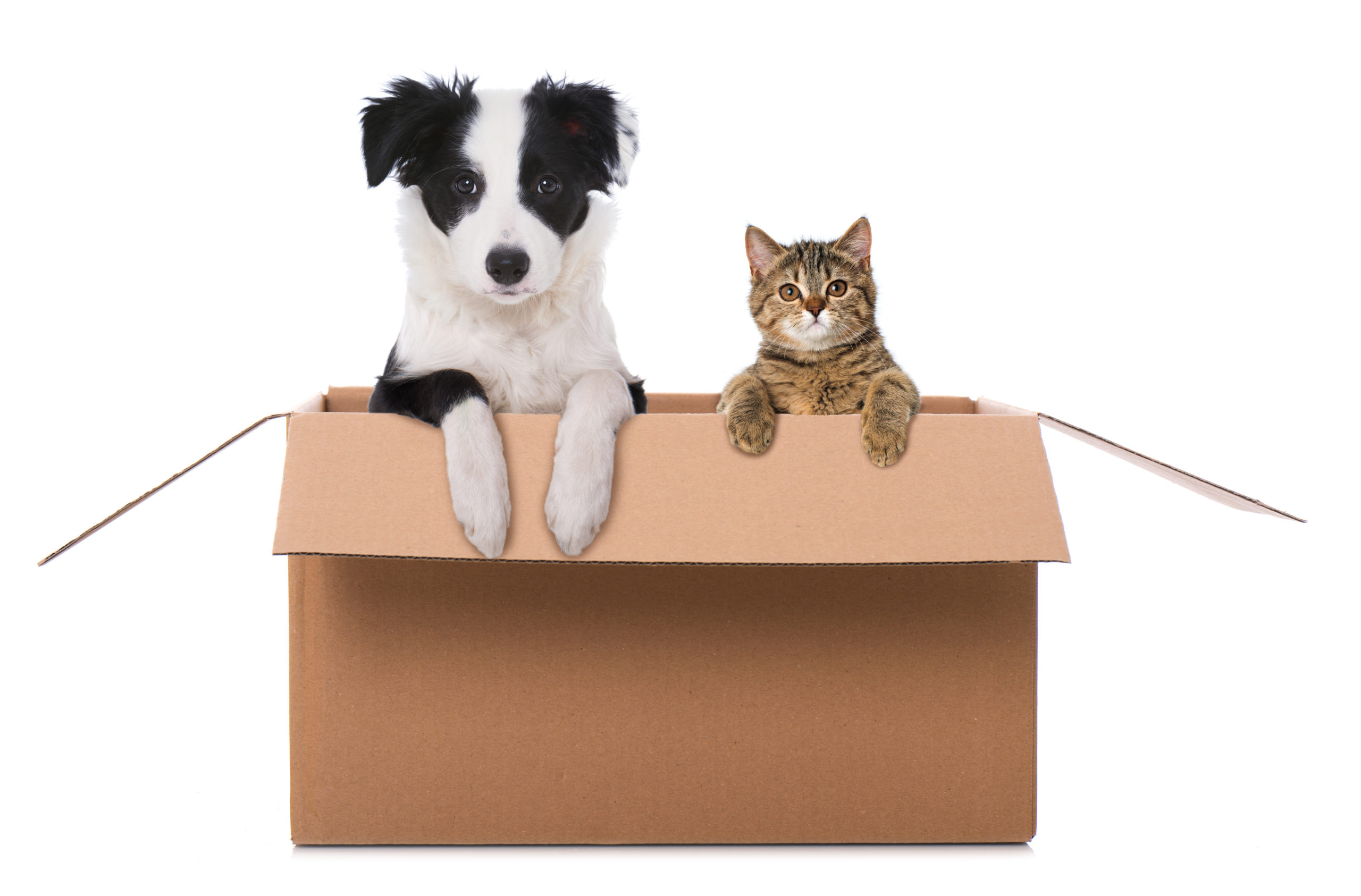 8 Tips for Pet Owners When Moving with Your Pets - Sheridan Solomon and ...