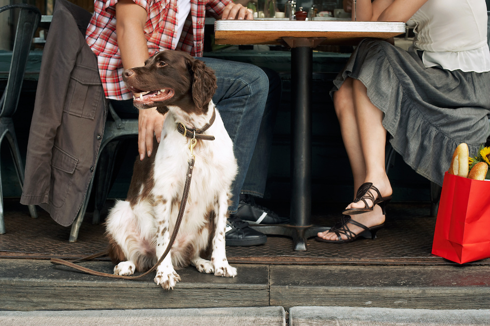 At dinner with your pup