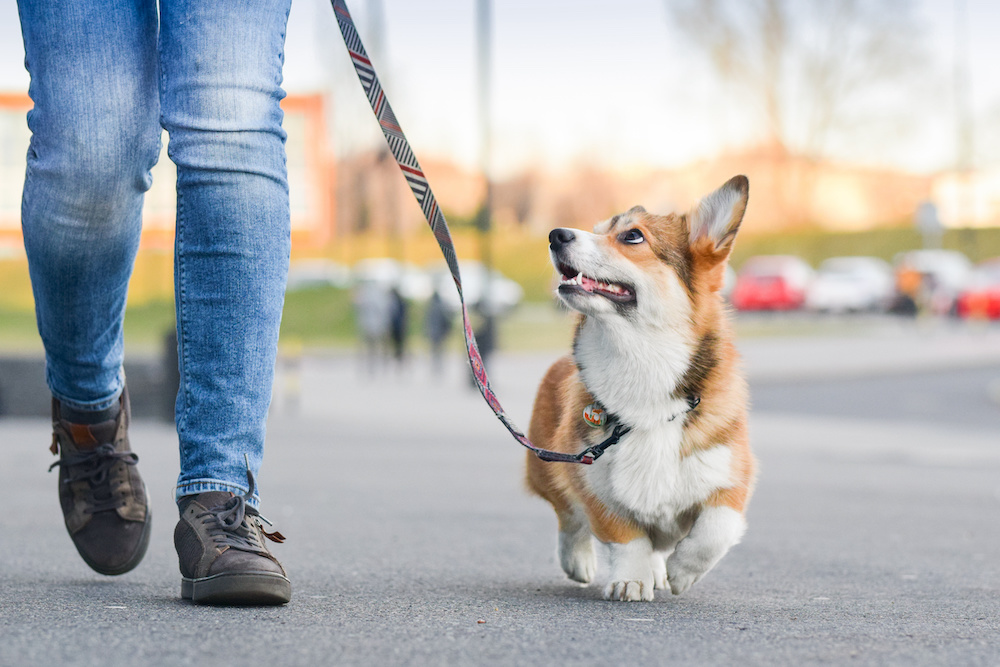 Pet-Friendly Places in Macon