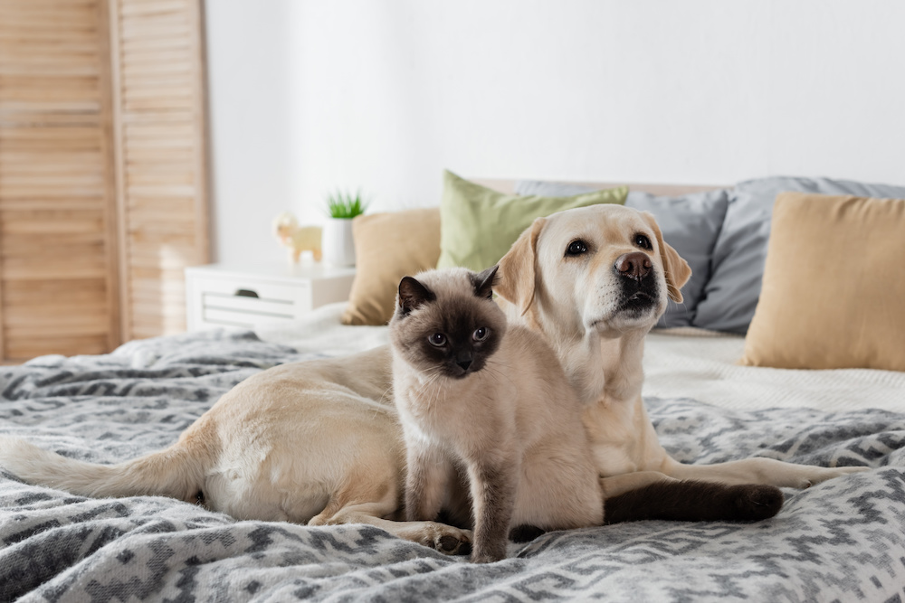 Cat and dog on bed