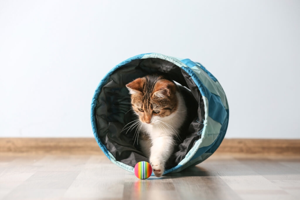 Cute cat playing with a toy