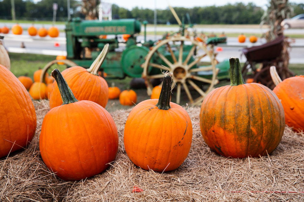 A row of fall orange pumpkins sitting on the ground at a fall festival at a local pumpkin patch